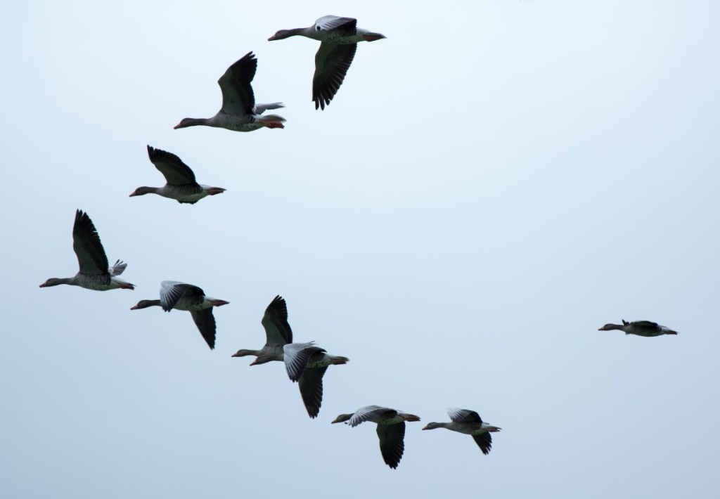 flock of geese flying in V-shaped formation.